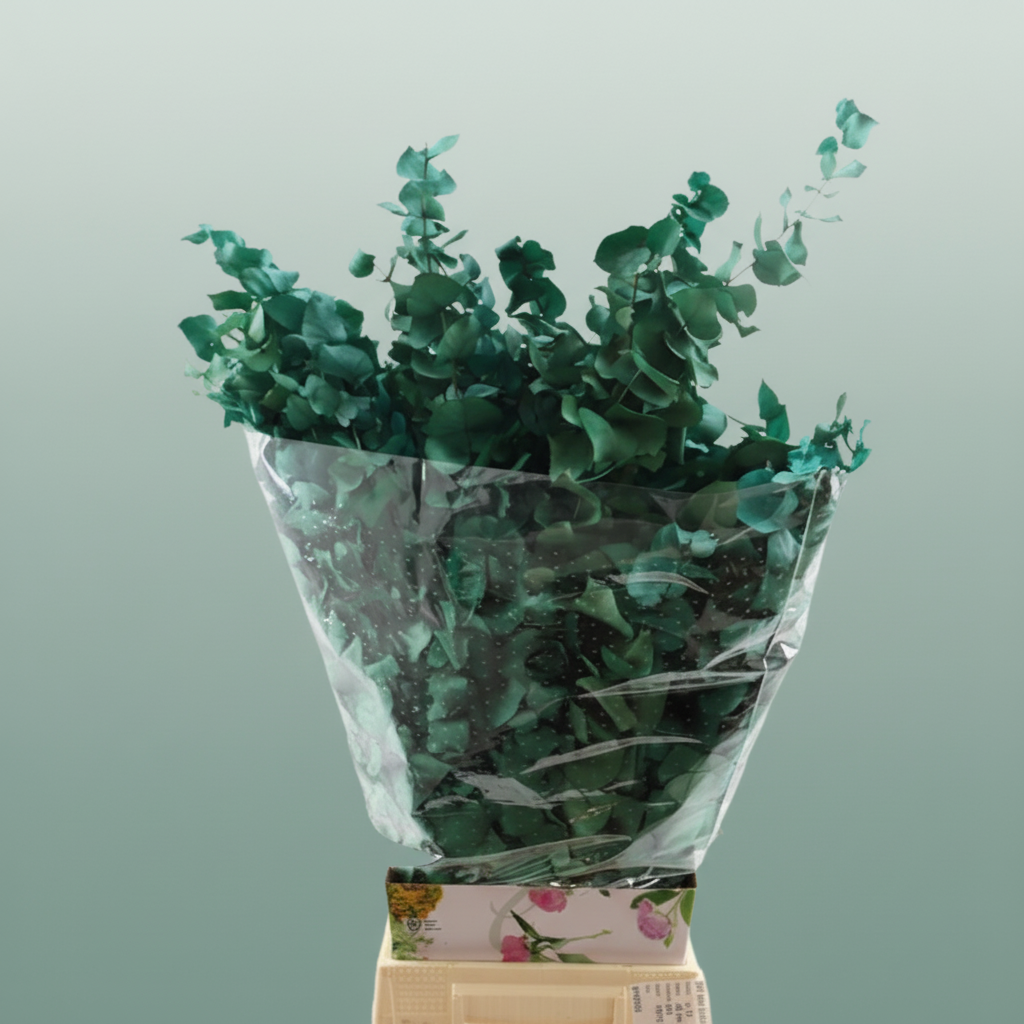 Pres Eucalyptus Stuartiana Tourquoise