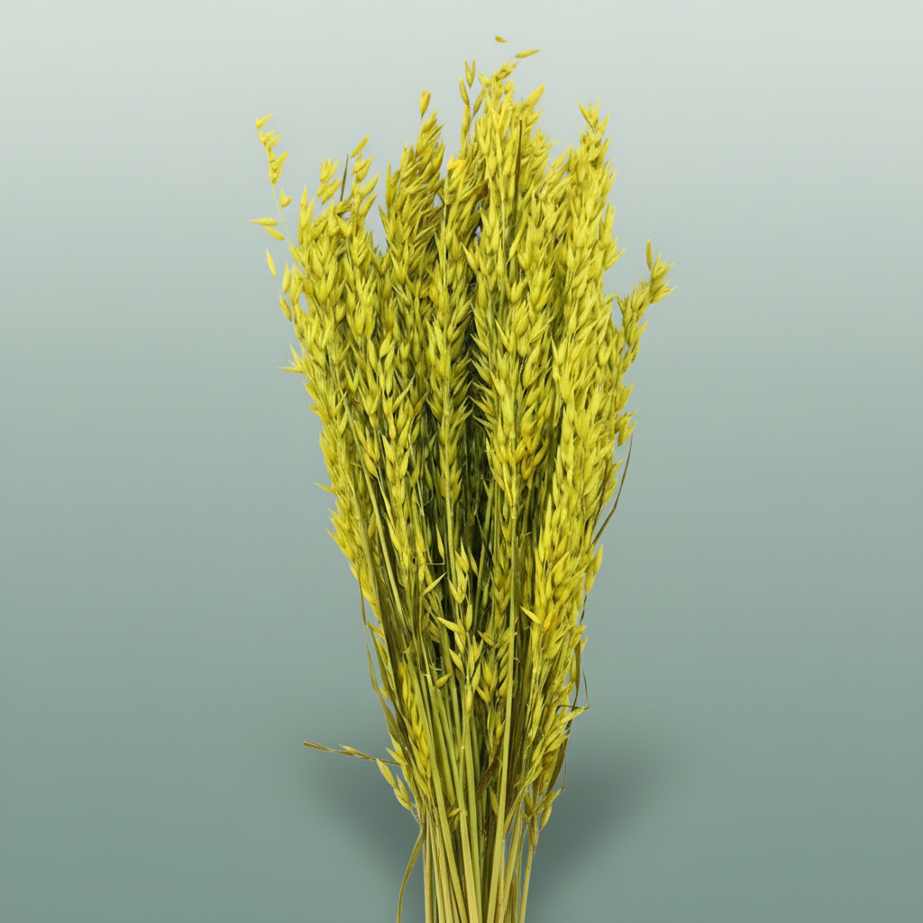 Dried Avena X5 Yellow