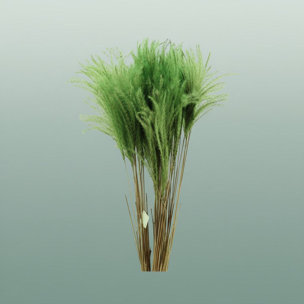 Dried Stipa Feather Apple Green