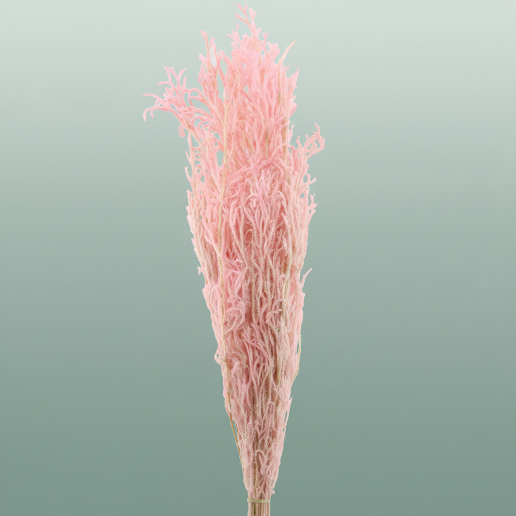 Pres Licopodium Long L Pink