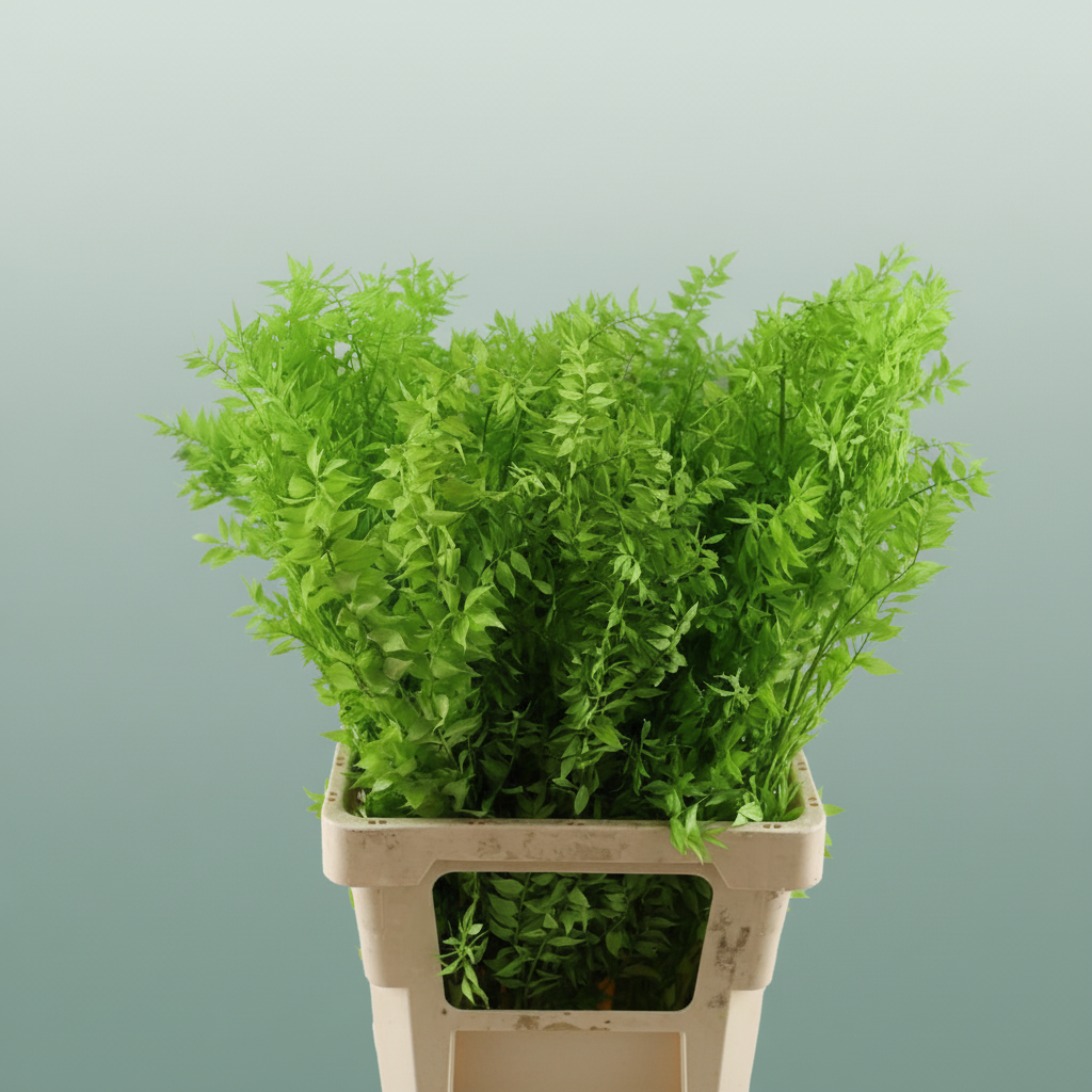 Pres Ruscus Lightgreen P Stem