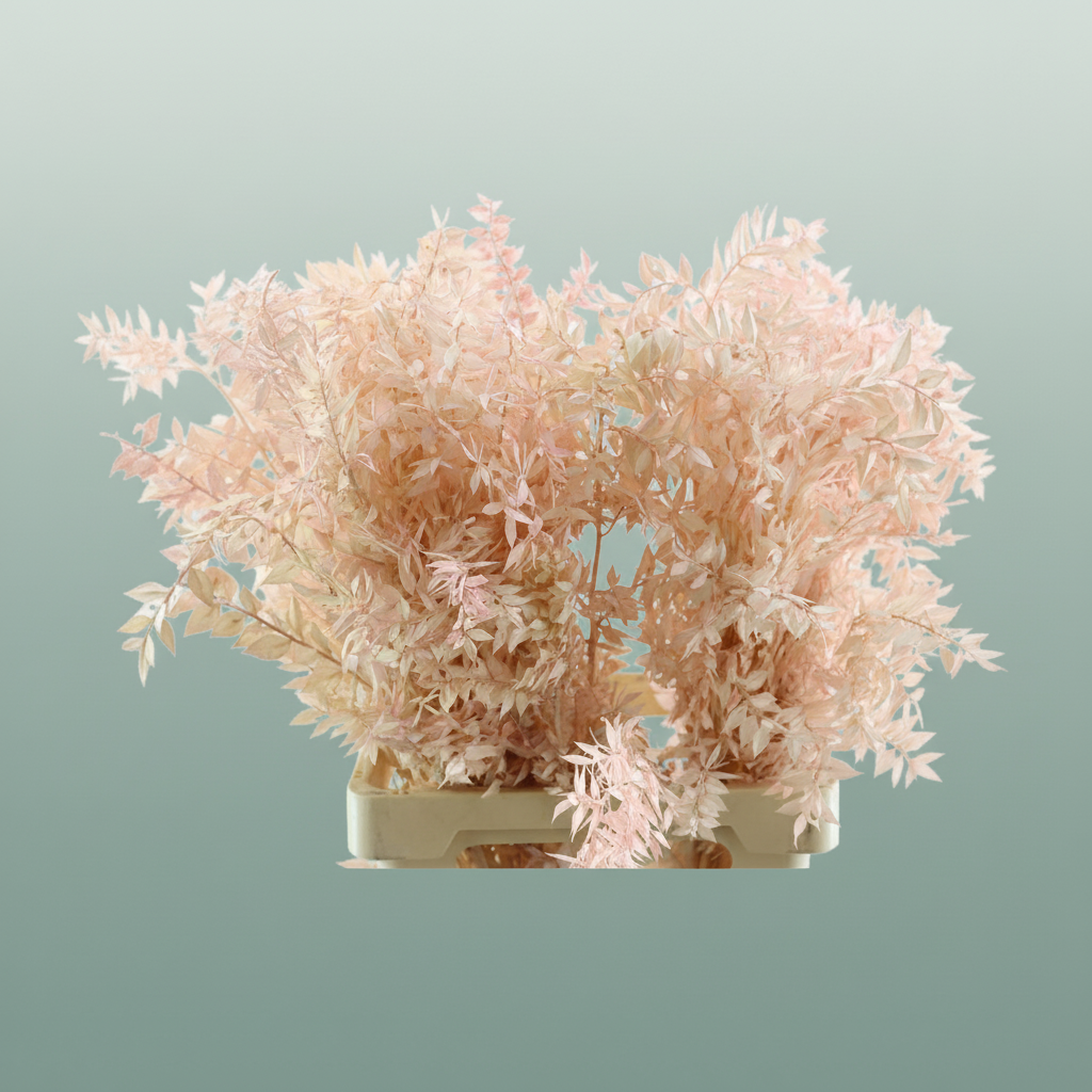 Pres Ruscus Lightpink P Stem