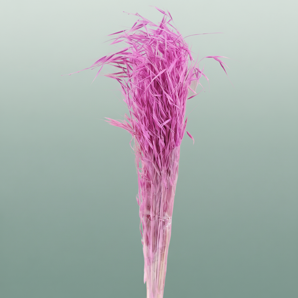 Dried Avena Salv Lilac