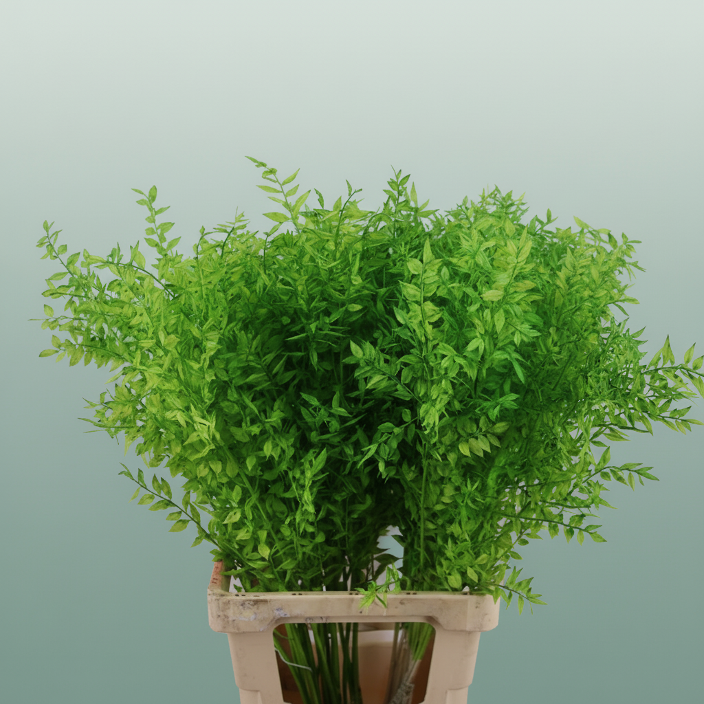 Pres Ruscus Moss Green