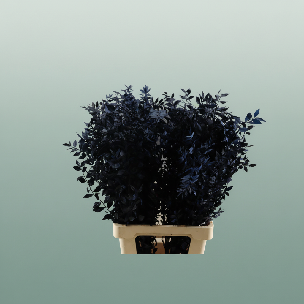 Pres Ruscus Nat Darkblue P Stem