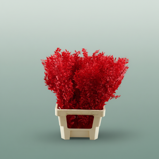 Pres Ruscus Red