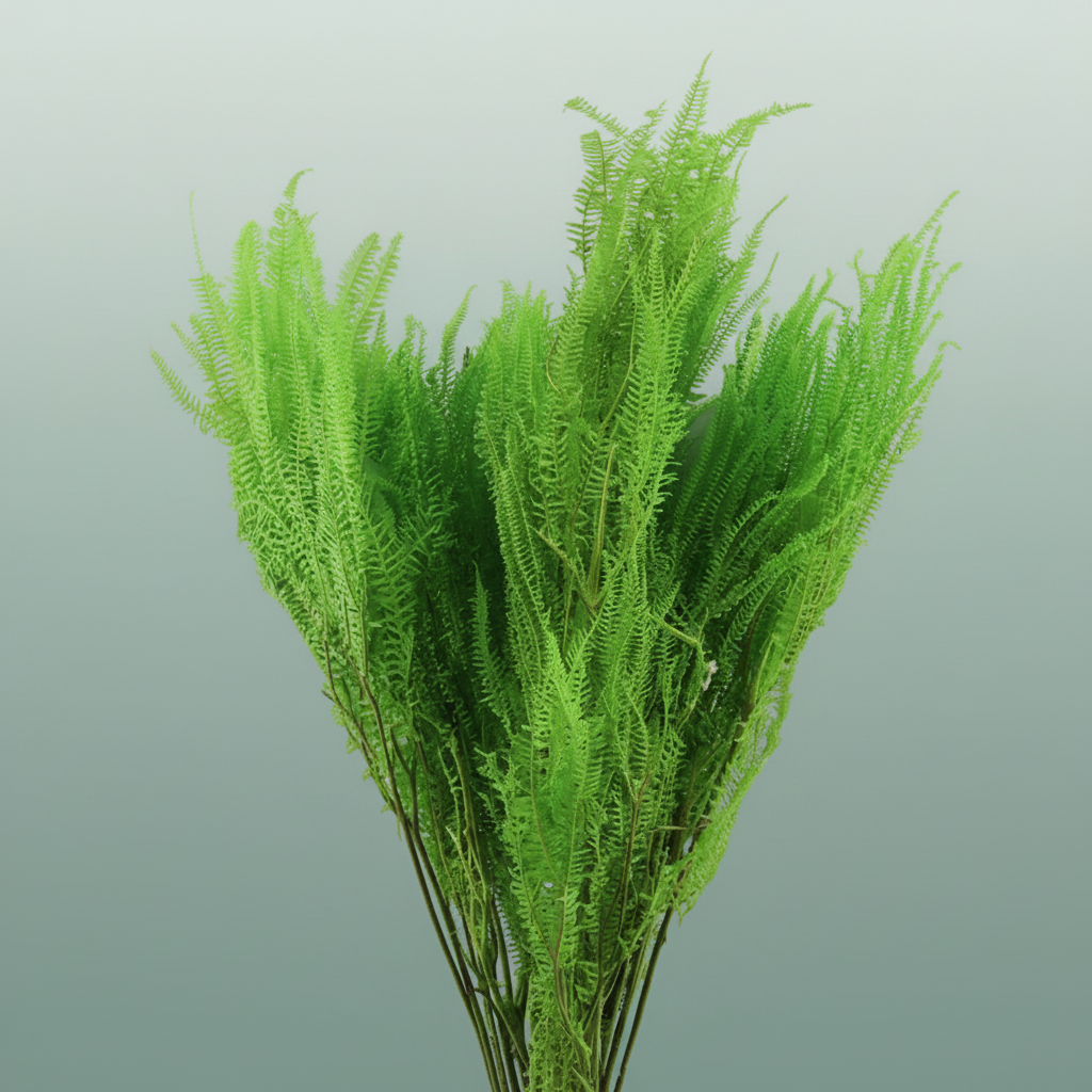 Pres Helecho Lvs Apple Green