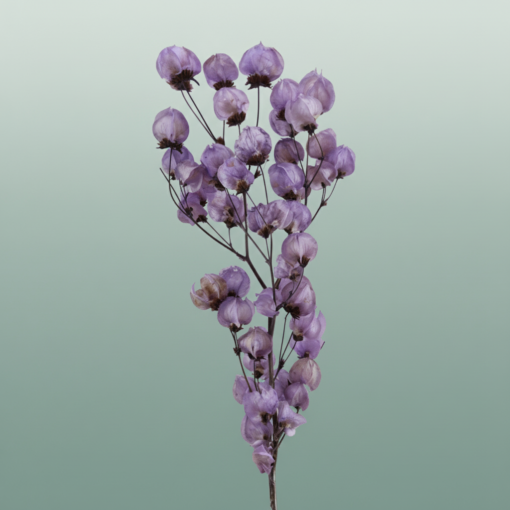 Dried Bougainvillea Dark Lavendel Bunch