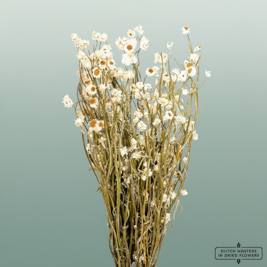 Dried Ammobium Natural Poly