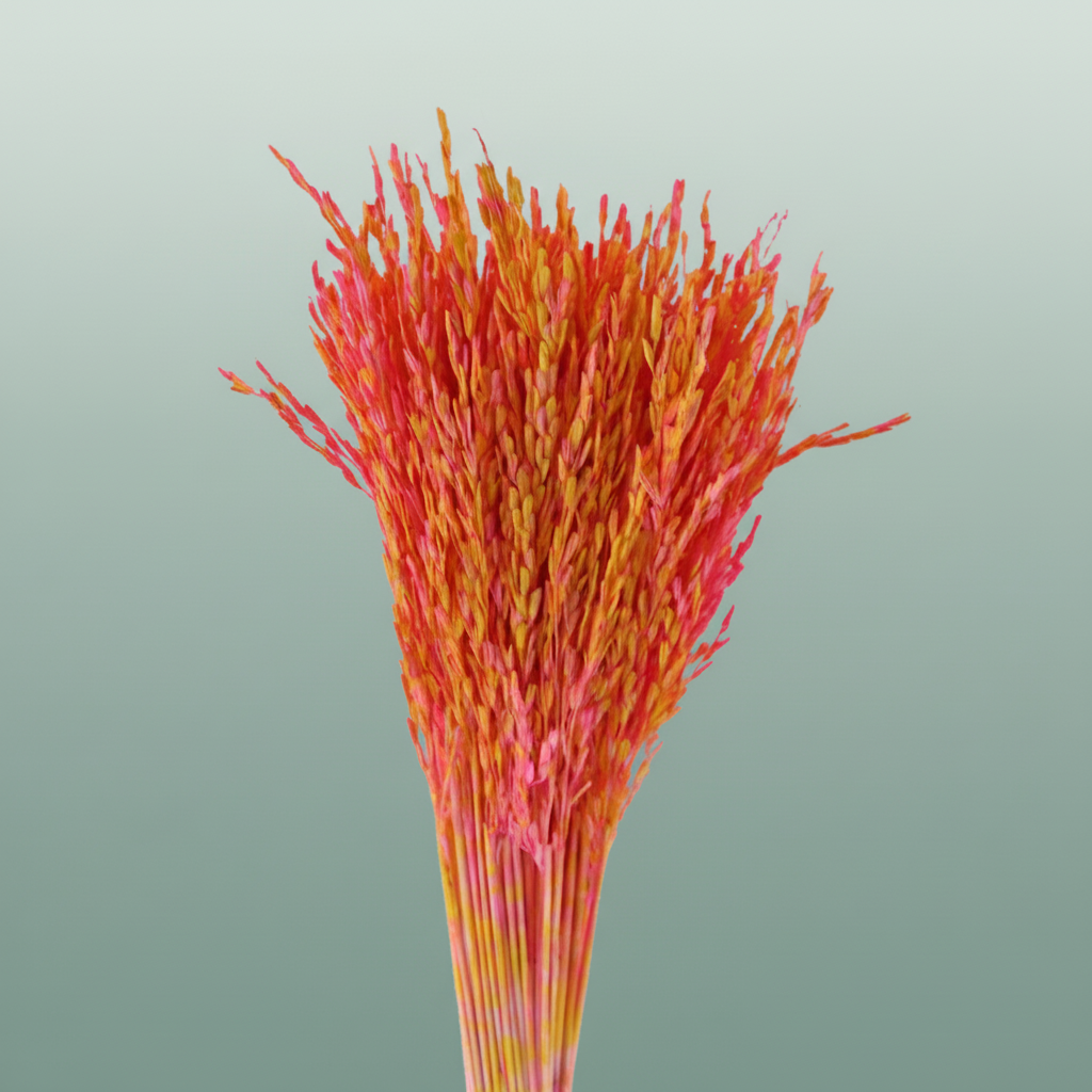 Dried Artz Rice Grass Dali