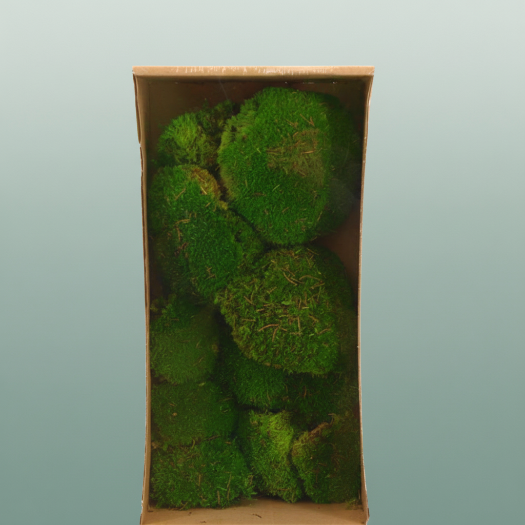 Pres Ball Moss L Green Box