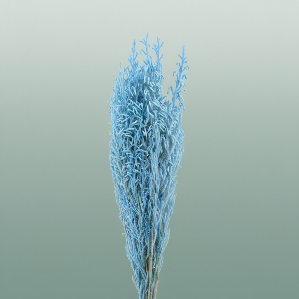 Pres Licopodium Long Baby Blue