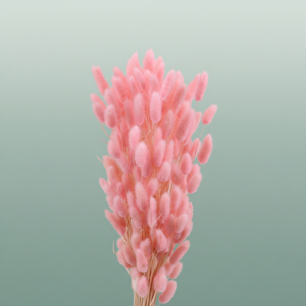 Dried Lagurus Bl Light Pink