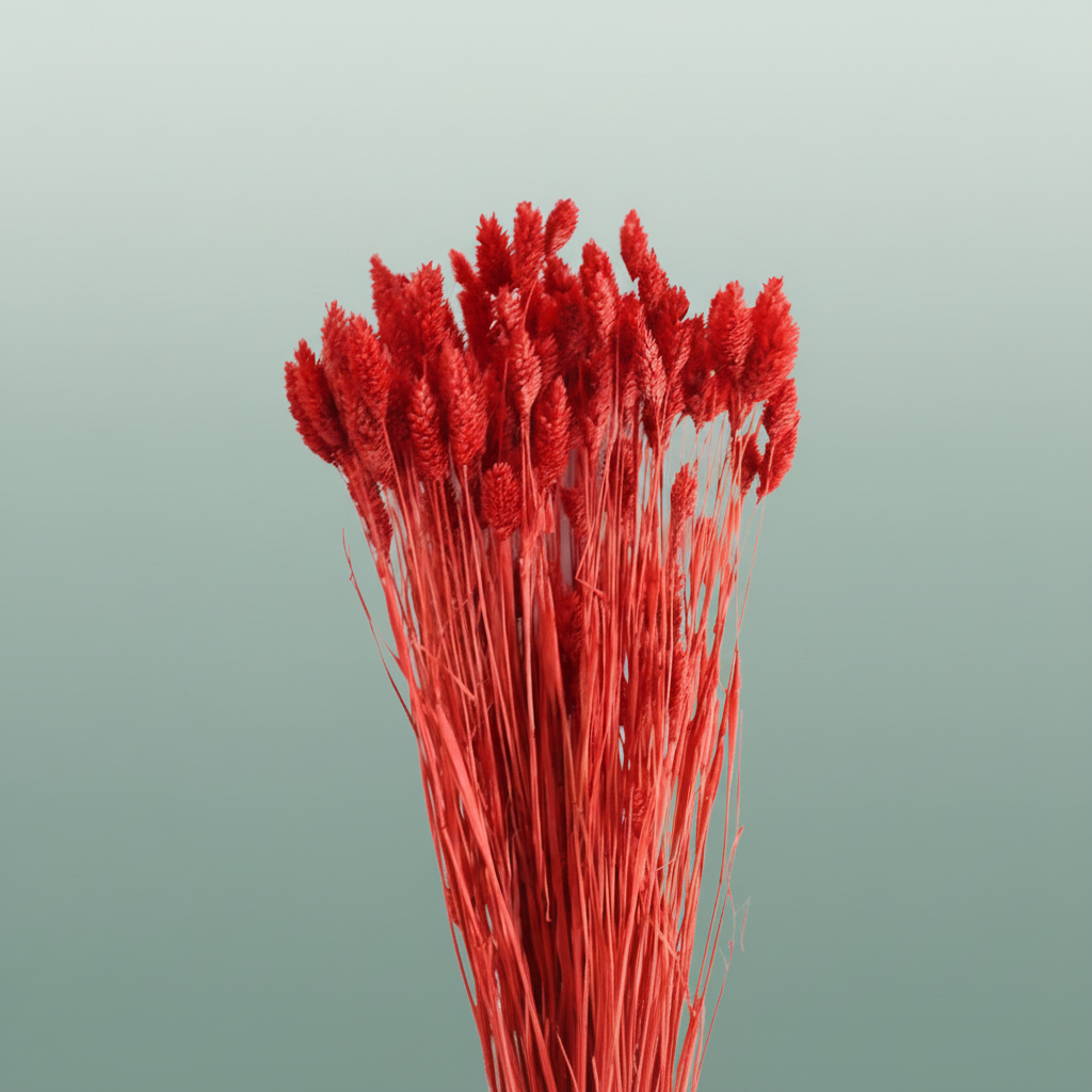 Dried Phalaris Ferrari Red