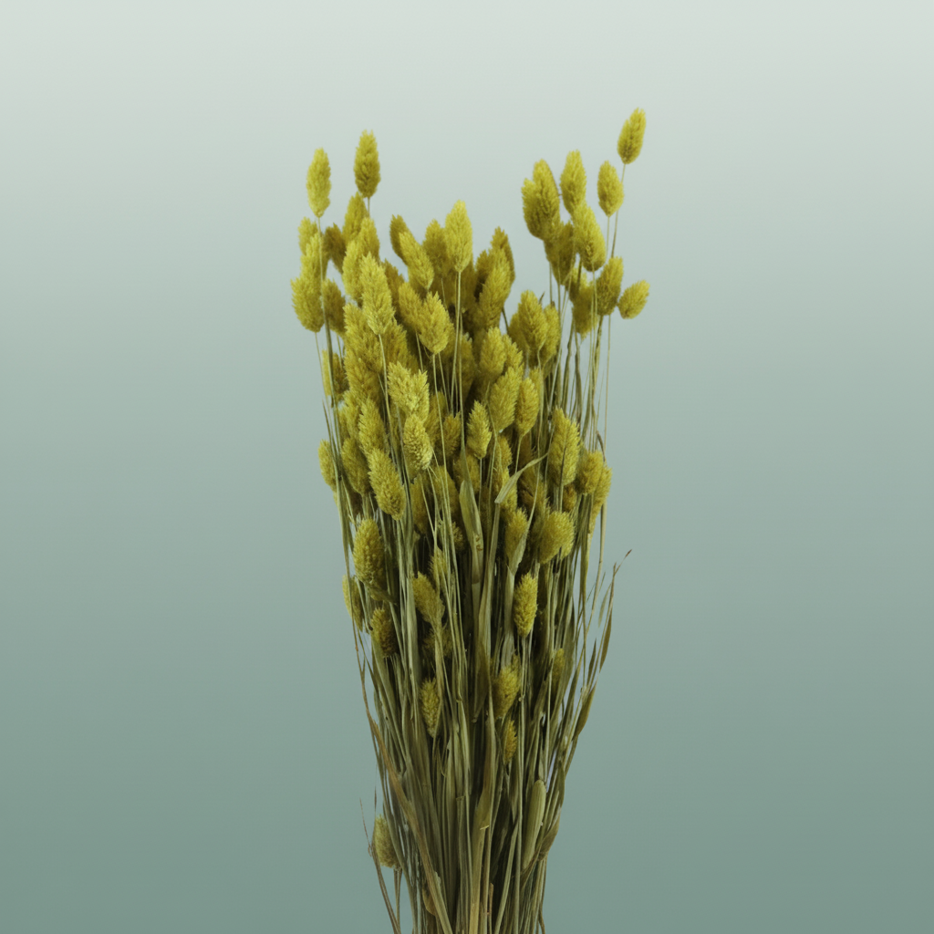 Dried Phalaris Yellow