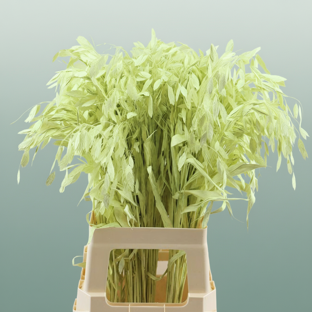 Dried Chasmantium Creme P Stem