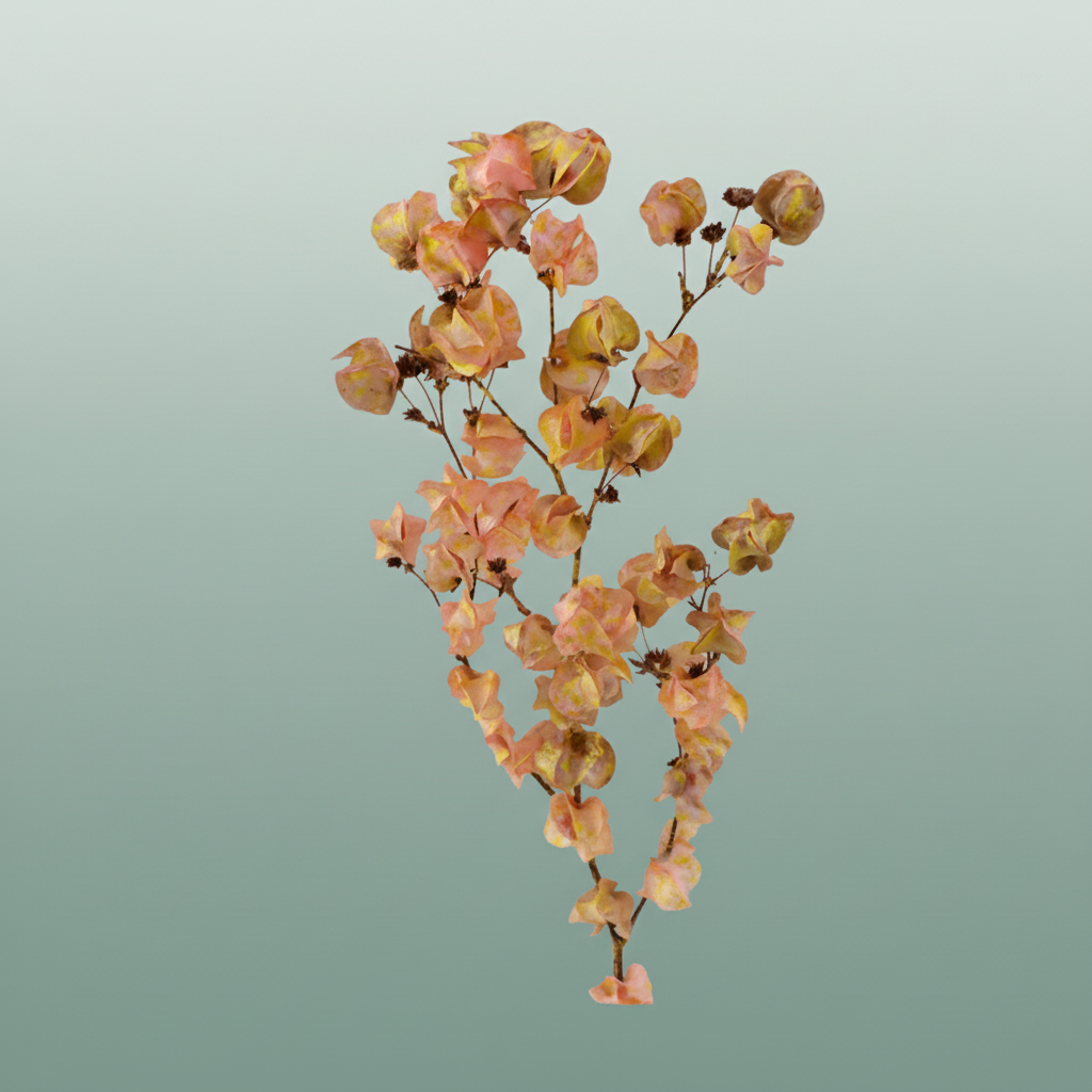 Dried Artz Bougainvillea Gaugain