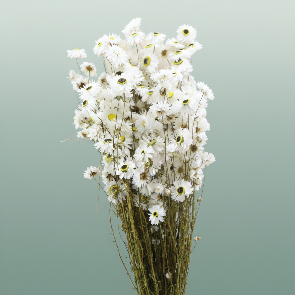 Dried Acroclinium Nat White