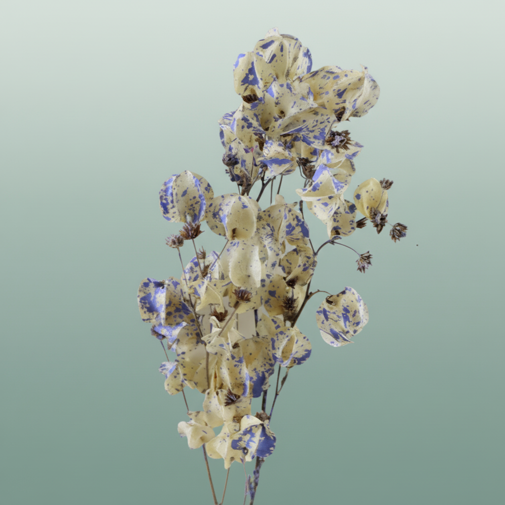 Dried Artz Bougainvillea Matisse