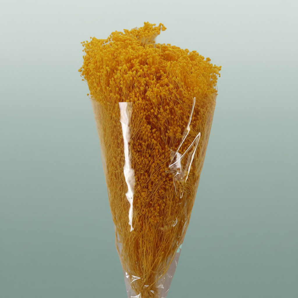 Dried Brooms Yellow