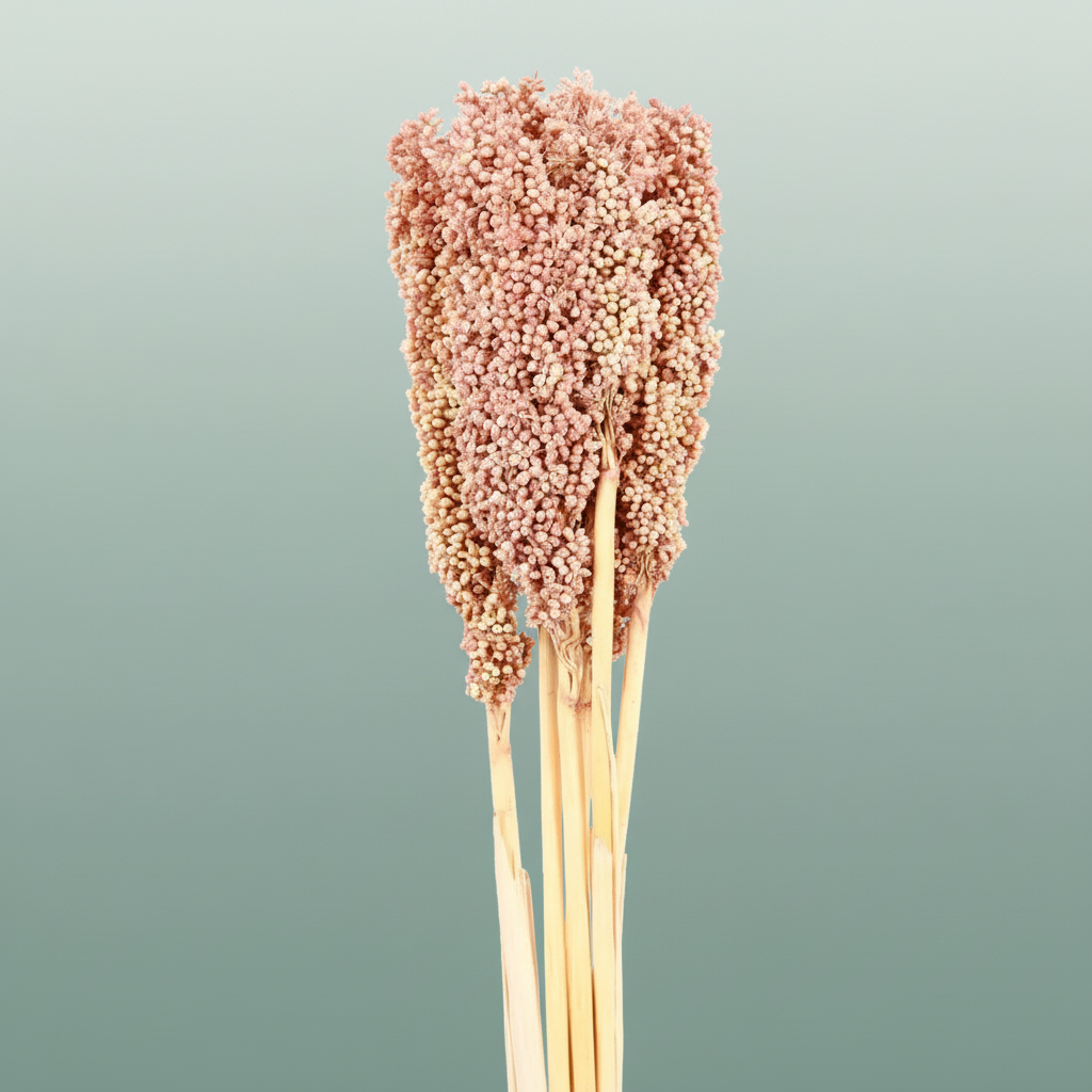 Dried Sorghum Soft Pink