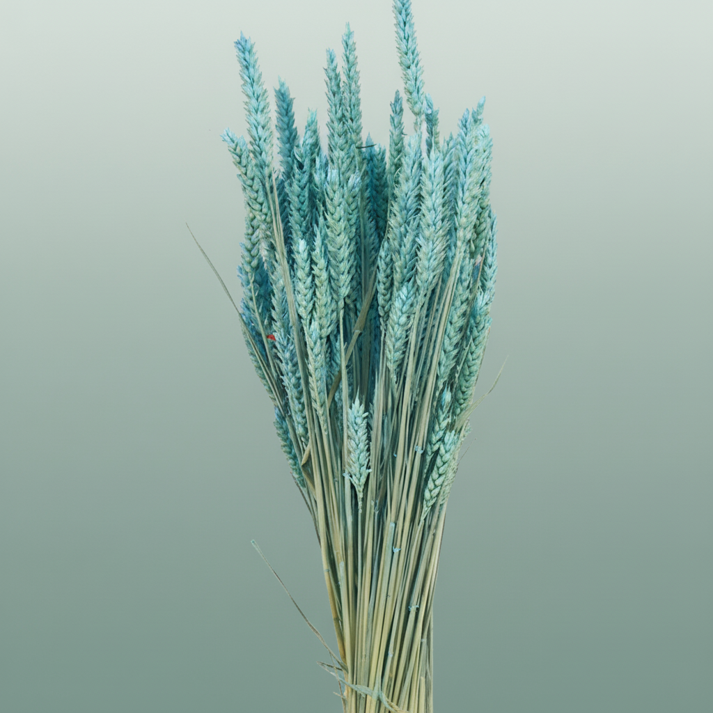 Dried Triticum Light Blue
