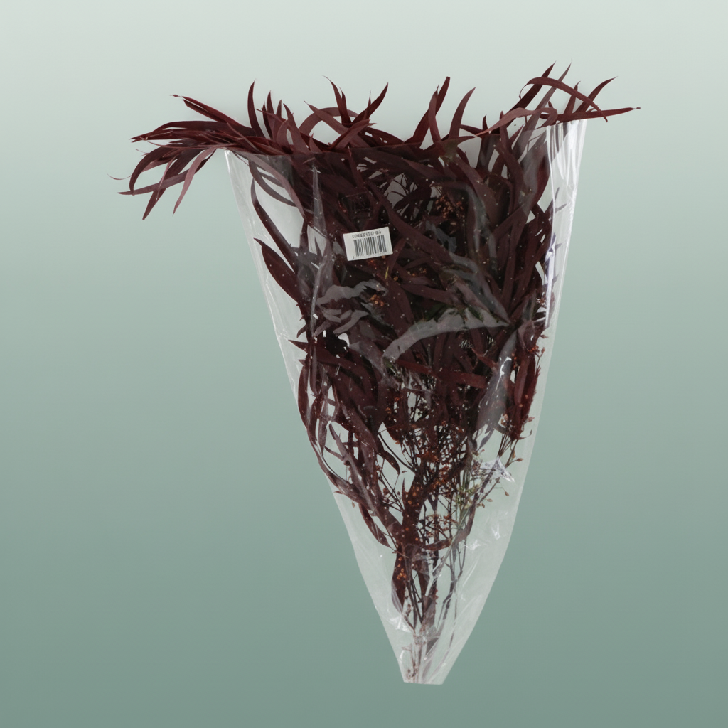 Pres Eucalyptus Nicoly Red