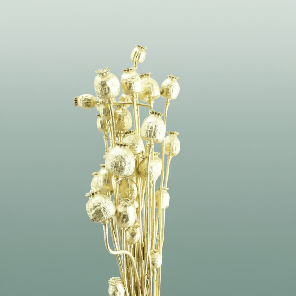 Dried Papaver Gold