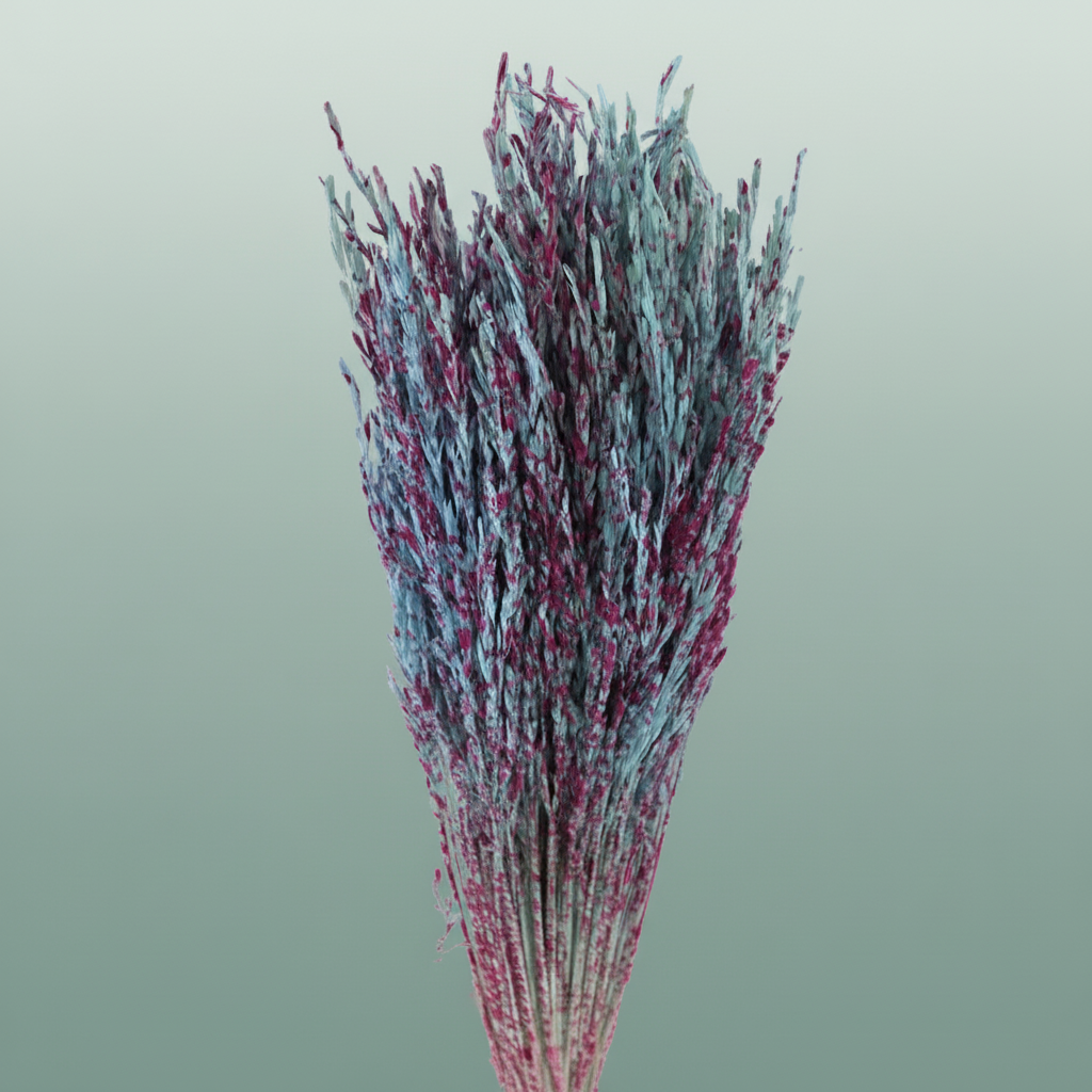 Dried Artz Rice Grass Rubens