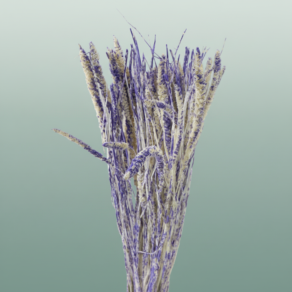 Dried Artz Setaria Matisse