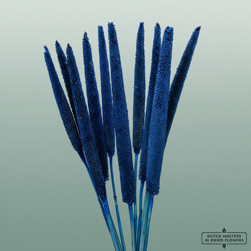 Dried Babala Dark Blue