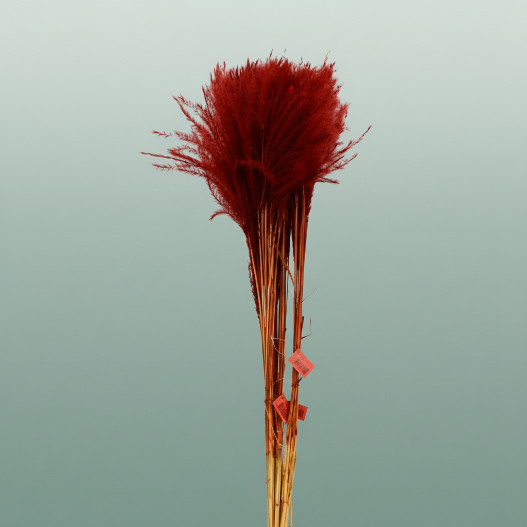 Dried Stipa Feather Brown