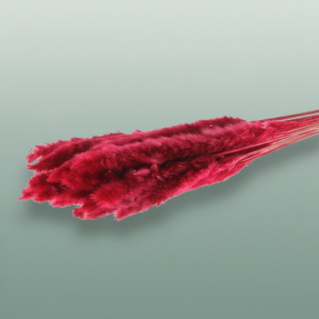 Dried Fluffy Pampas Red