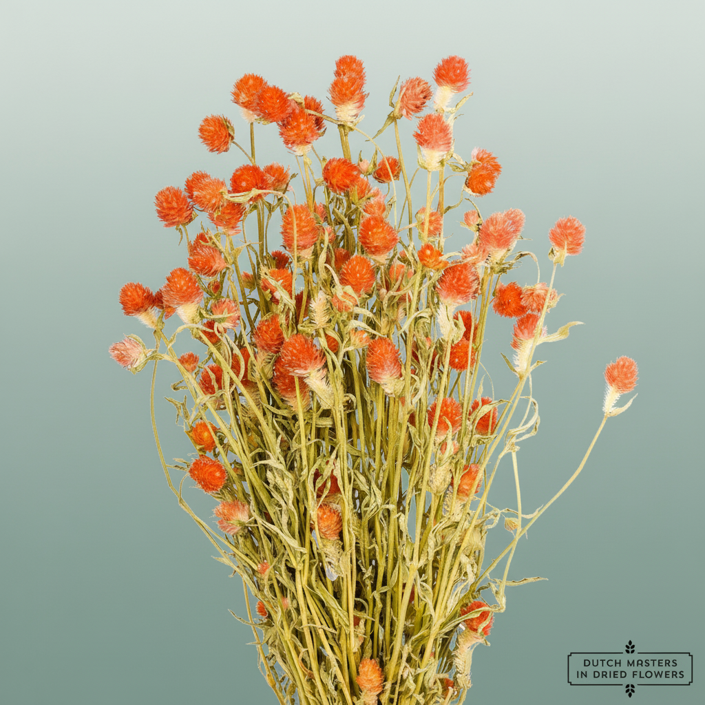 Dried Gomphrena Orange