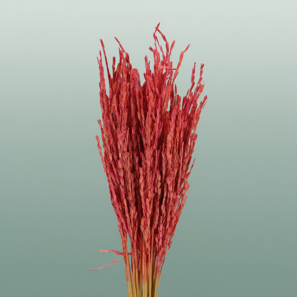 Dried Rice Oryza Pink