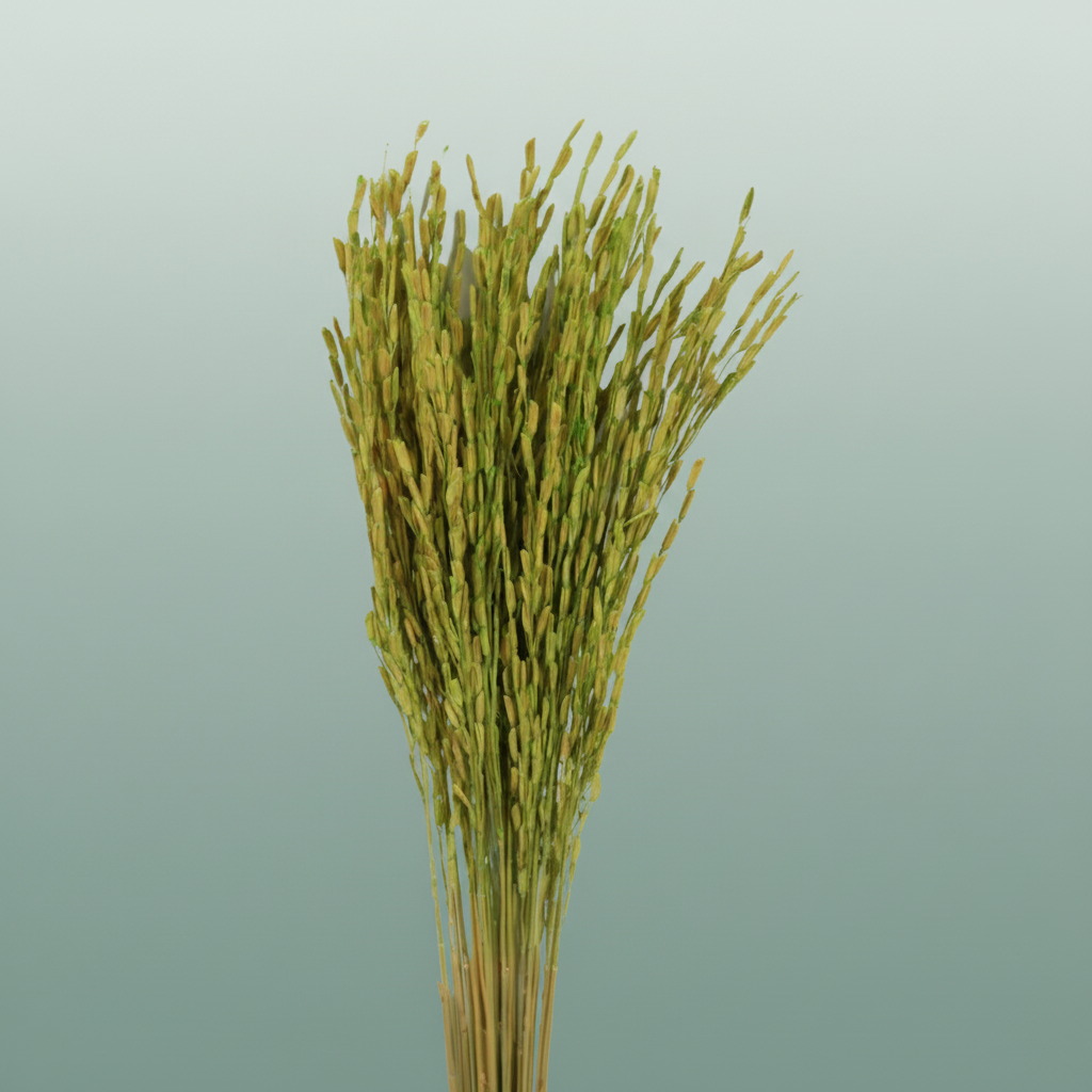 Dried Rice Oryza Green