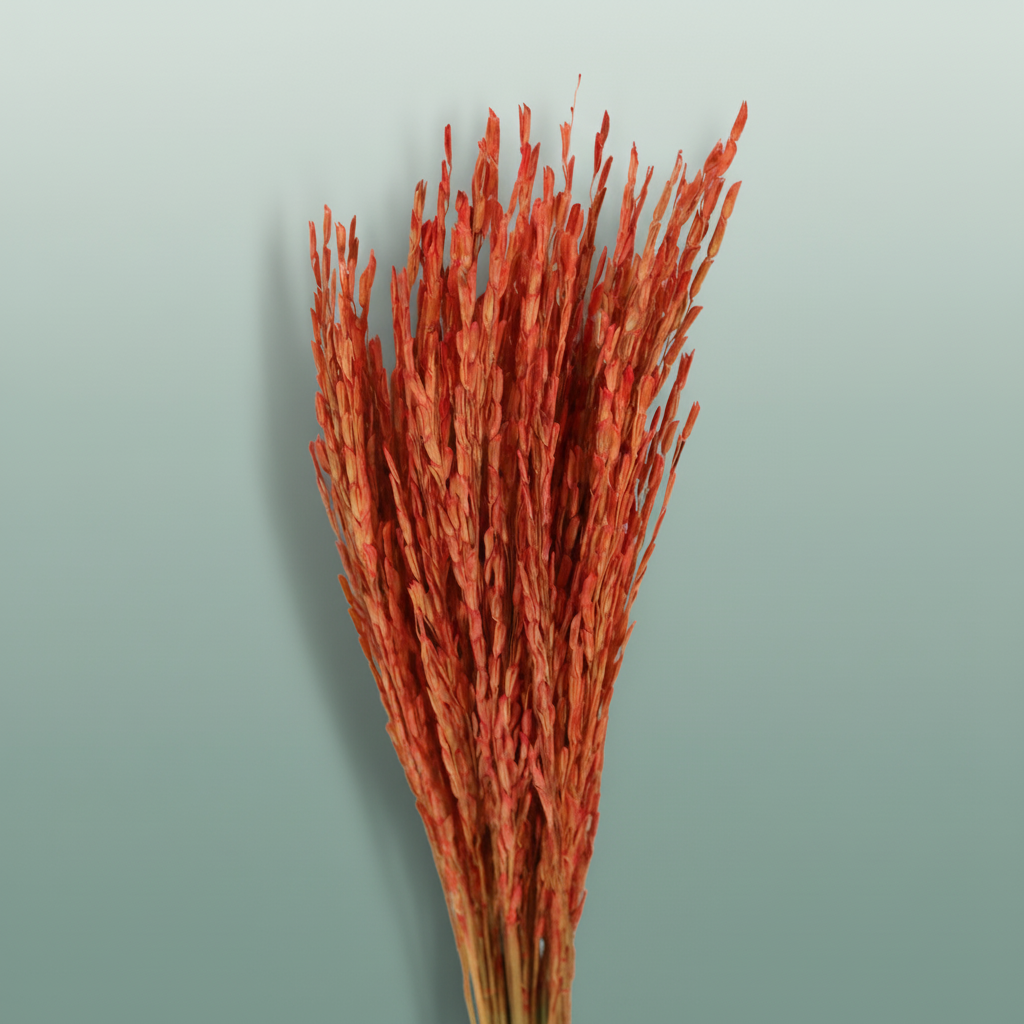 Dried Rice Oryza Red