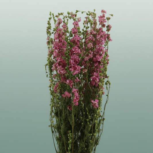 Dried Delphinium Pink Extra