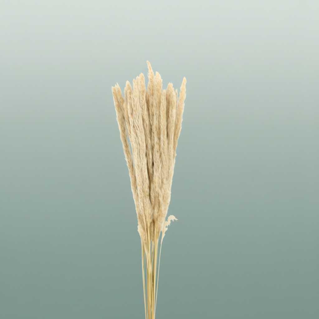 Dried Blady Grass Natural