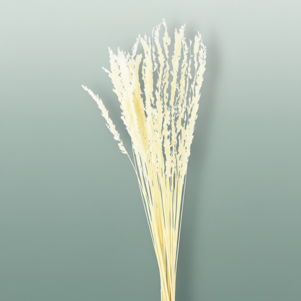 Dried Erba Cristina Bleached