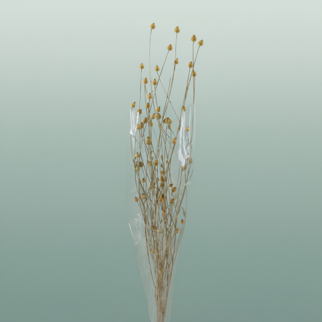 Dried Centaurea Natural