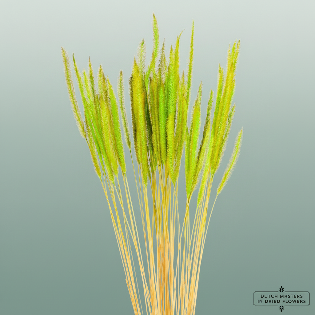 Dried Soft Silk Worms Green