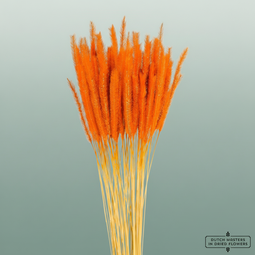 Dried Soft Silk Worms Orange