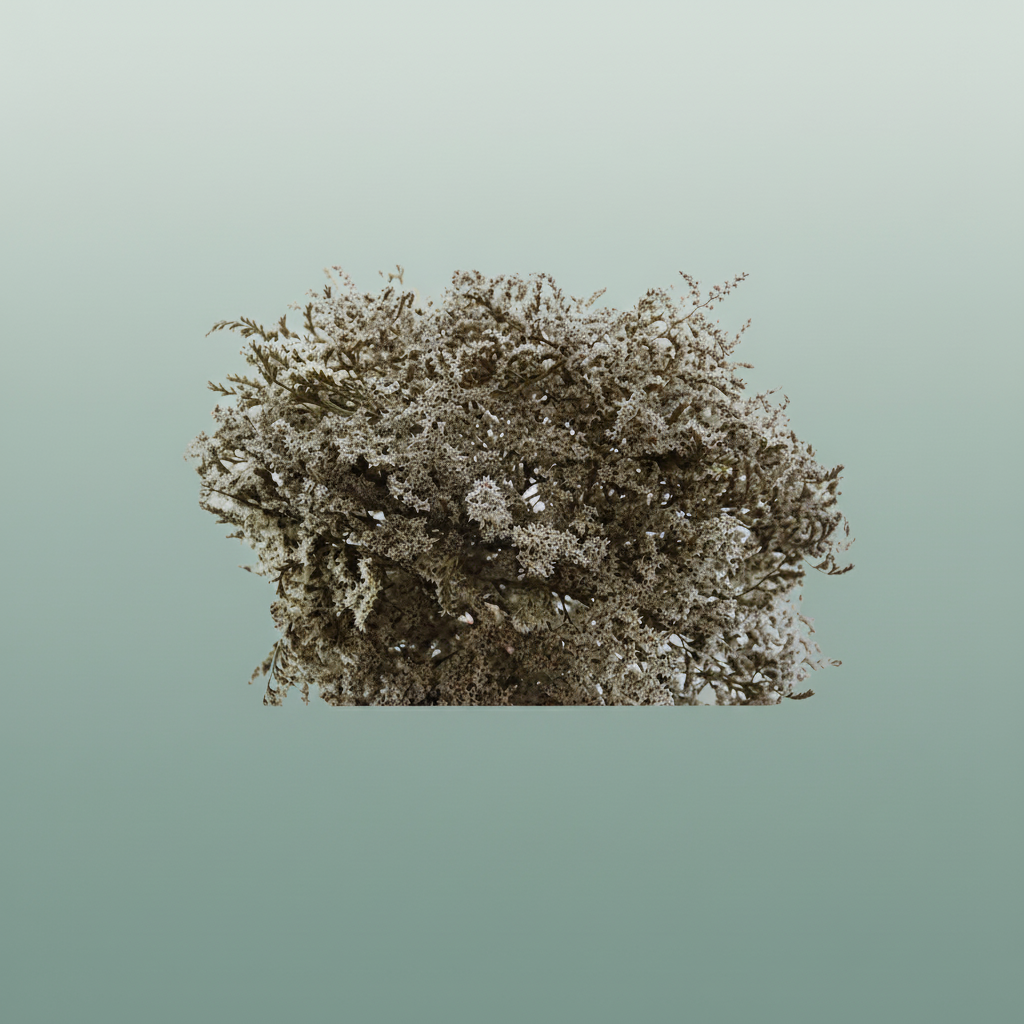 Dried Statice Tatarica Natural Pkg