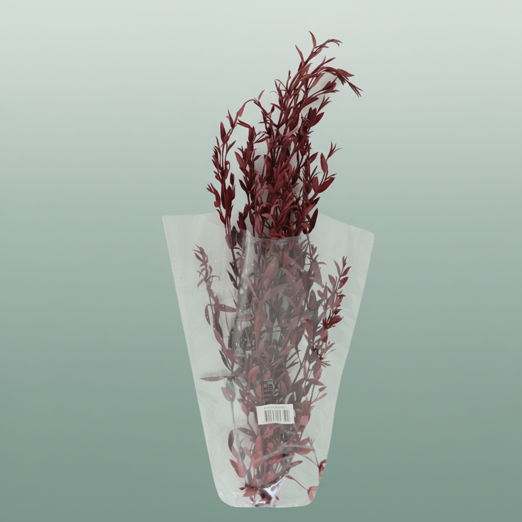 Pres Eucalyptus Parvifoglia Red