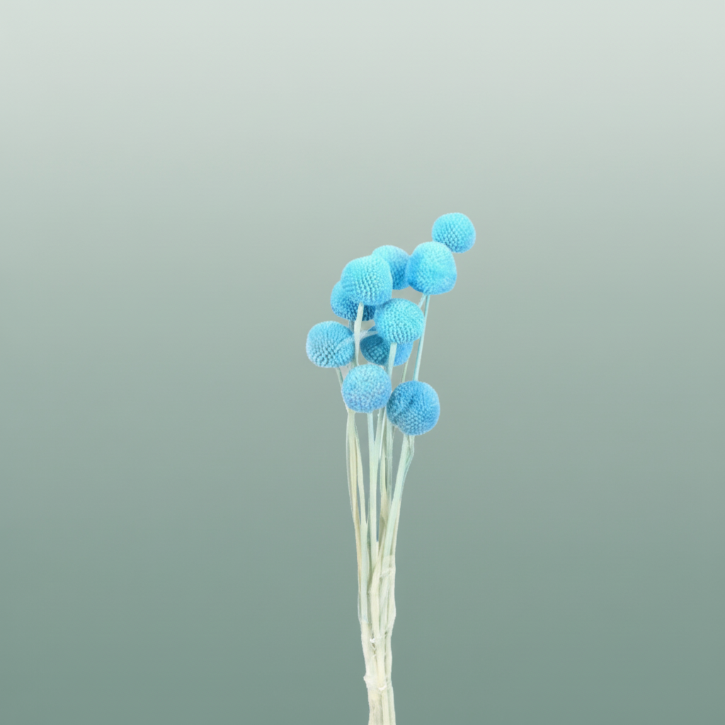 Pres Craspedia Giant L Blue