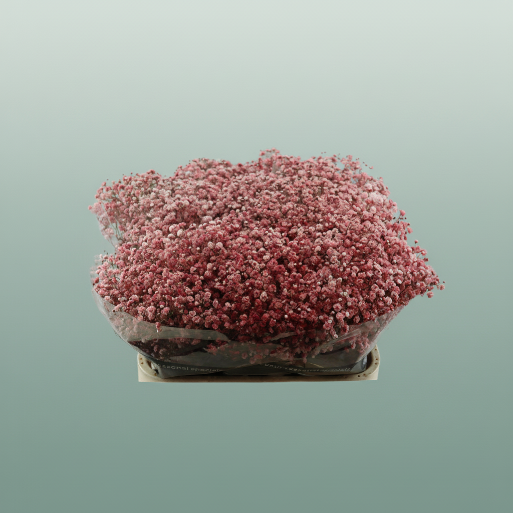 Gypsophila Dyed Red
