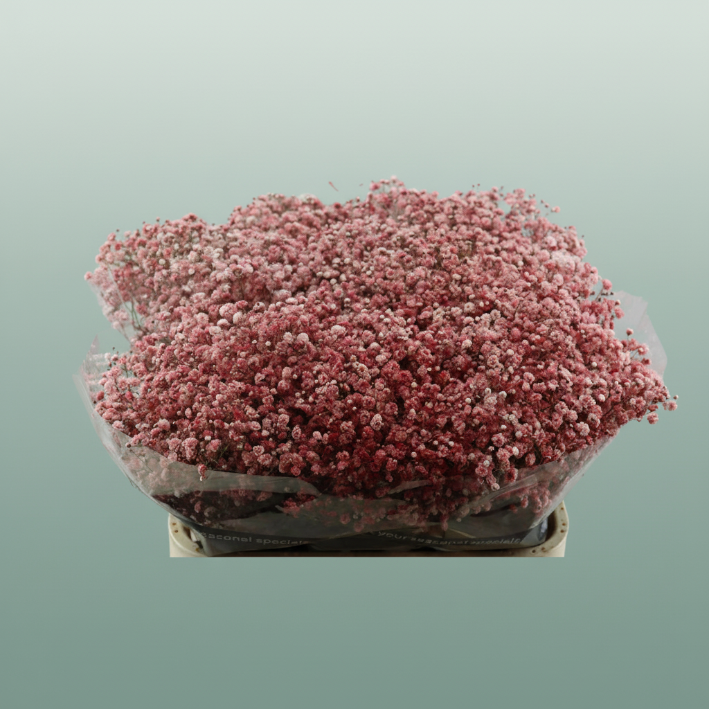 Gypsophila Dyed Red Wine