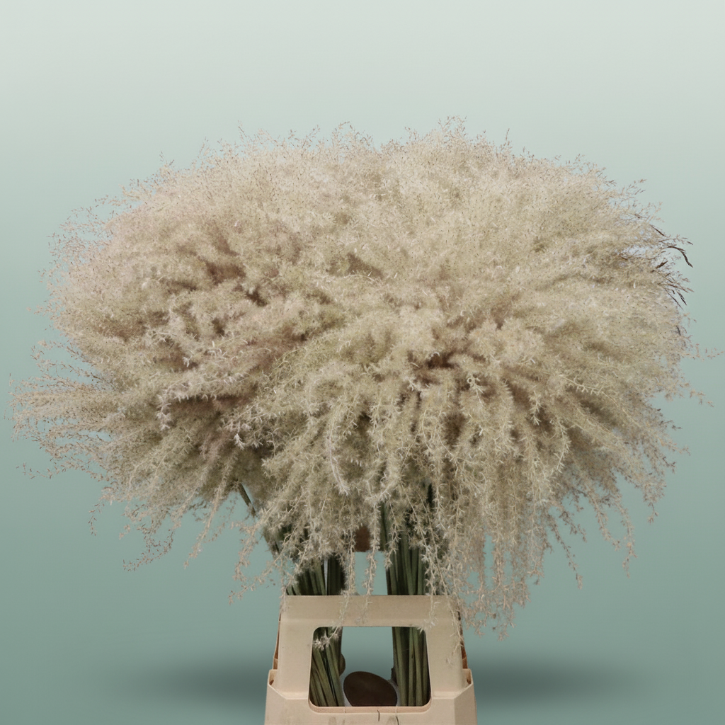 Dried Stipa Feather Natural