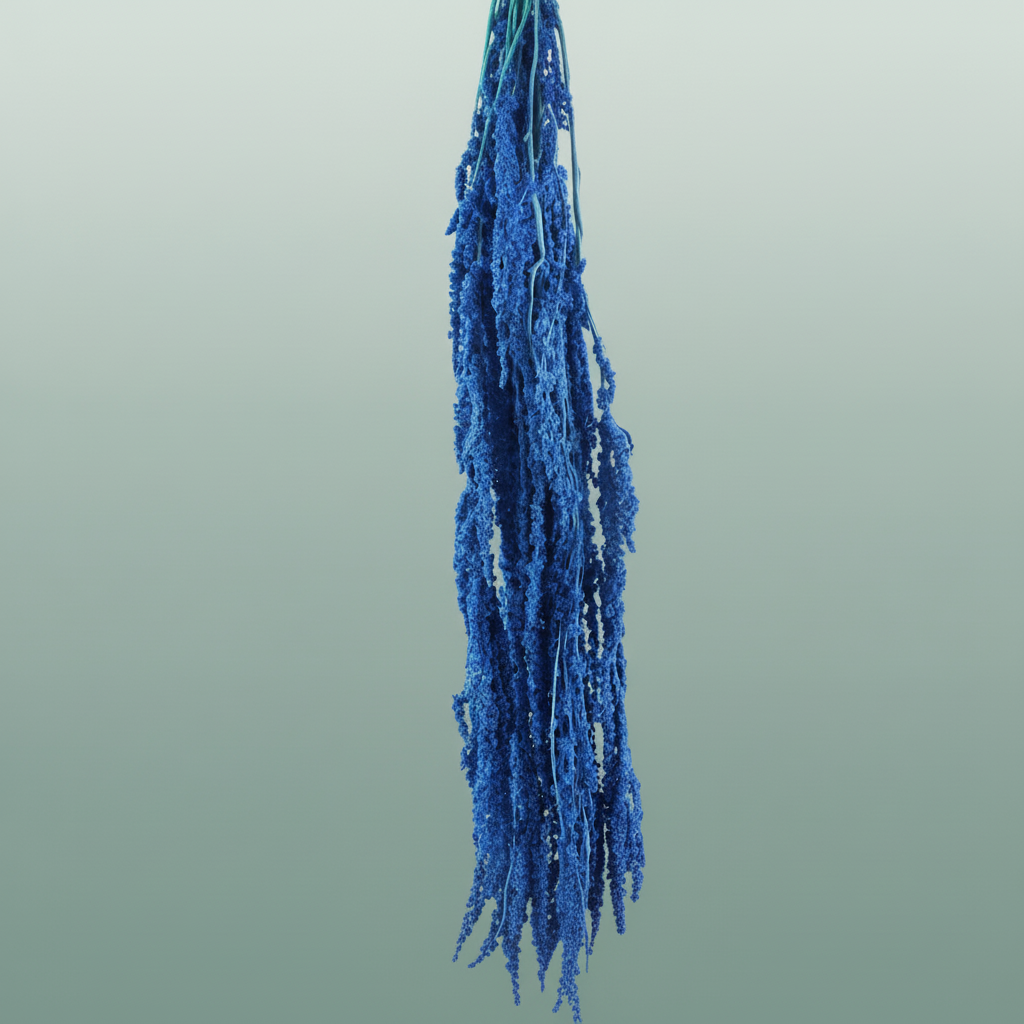 Pres Amaranthus Caud Blue Cobalt